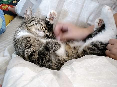 Huskat Smukke Ollie - - og elsker at kæle! billede 15