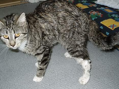 Huskat Smukke Ollie - Sådan ser det ud når jeg har været en tur i åen. billede 16