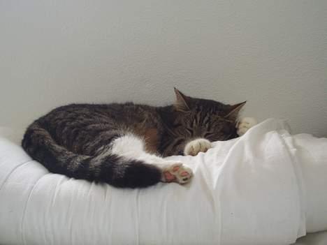 Huskat Smukke Ollie - Her ligger jeg og putter, på en højt sted så jeg stadig kan holde øje med alt der sker. billede 17