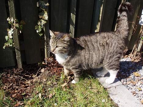 Huskat Smukke Ollie - Her er jeg også en tur i haven. billede 18