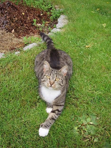 Huskat Smukke Ollie - Her er jeg ved at fange et insekt i græsset, men jeg kan da godt lige kigge på fotografen. :) billede 19