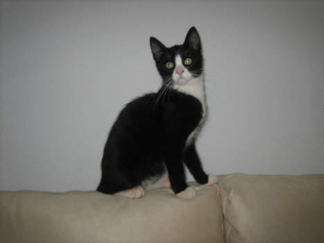 Blanding af racer Sira <3 Død.. :´( - Se lige hvor flot jeg kan sidde.. :P billede 1