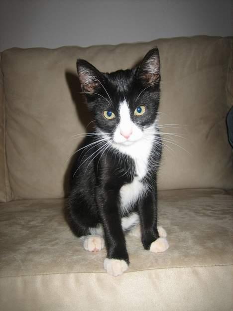 Blanding af racer Sira <3 Død.. :´( billede 3