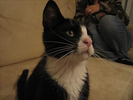 Blanding af racer Sira <3 Død.. :´( billede 4