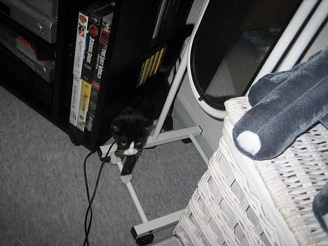 Blanding af racer Sira <3 Død.. :´( - Er lige ved at se om jeg kan finde noget spændene.. :) billede 5