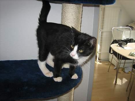 Blanding af racer Sira <3 Død.. :´( billede 6