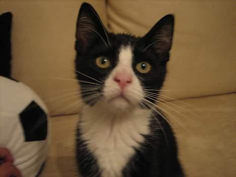 Blanding af racer Sira <3 Død.. :´( billede 7