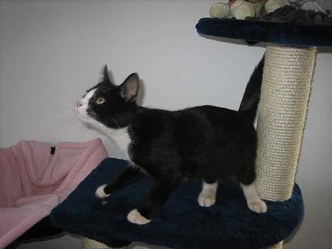 Blanding af racer Sira <3 Død.. :´( billede 8