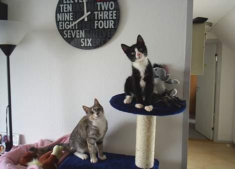 Blanding af racer Sira <3 Død.. :´( - Sidder lige sammen med søster og leger model.. hehe billede 9