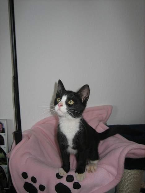 Blanding af racer Sira <3 Død.. :´( billede 10