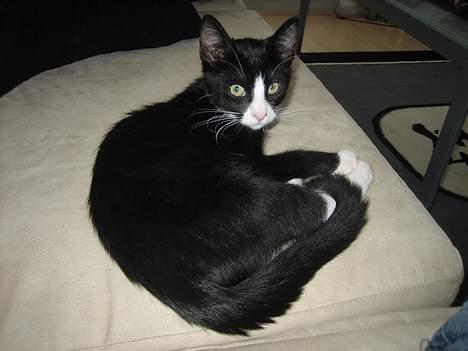 Blanding af racer Sira <3 Død.. :´( - Det er også dejligt at ligge her på sofaen.. :) billede 11