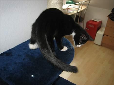 Blanding af racer Sira <3 Død.. :´( - Der er godt nok langt ned.. :) billede 12