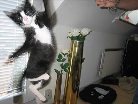 Blanding af racer Sira <3 Død.. :´( - Se lige hvor højt at jeg kan hoppe.. :) billede 13