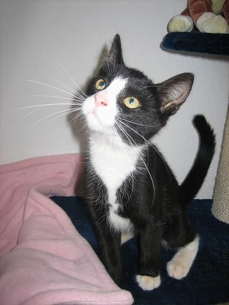 Blanding af racer Sira <3 Død.. :´( - Kan du komme tætter på.. :) billede 14