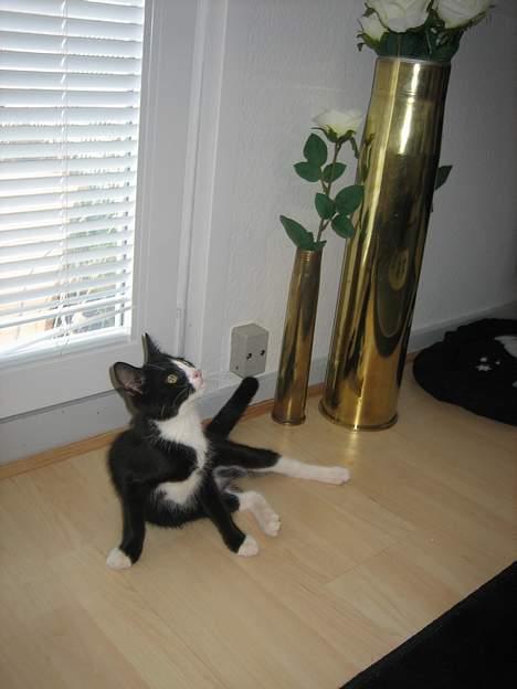 Blanding af racer Sira <3 Død.. :´( billede 15