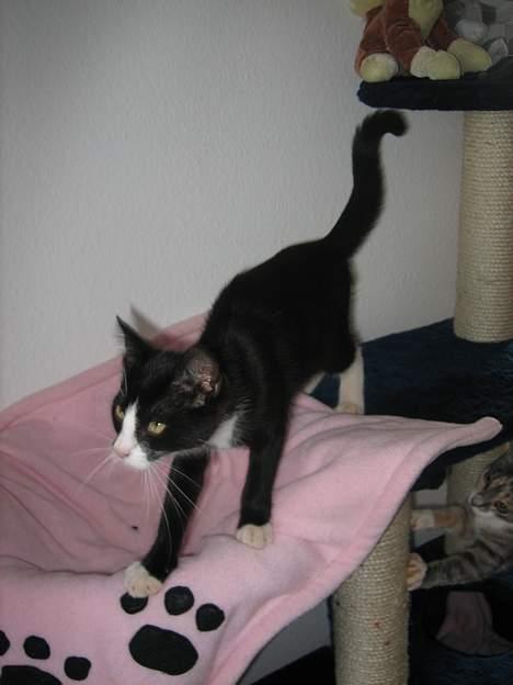 Blanding af racer Sira <3 Død.. :´( billede 16