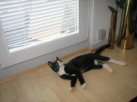 Blanding af racer Sira <3 Død.. :´( - Her er godt at ligge.. :) billede 17