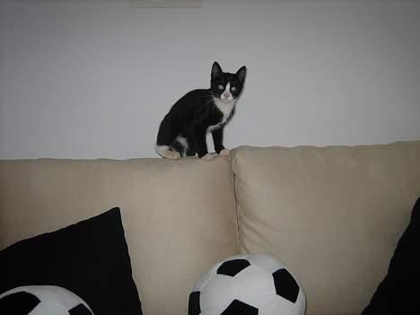 Blanding af racer Sira <3 Død.. :´( billede 18