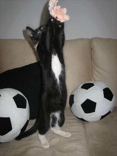 Blanding af racer Sira <3 Død.. :´( - Se lige mine klør.. :) billede 19