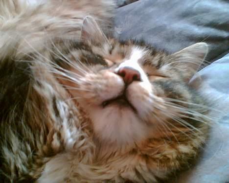 Maine Coon birger - hvad mon han drømmer? billede 1
