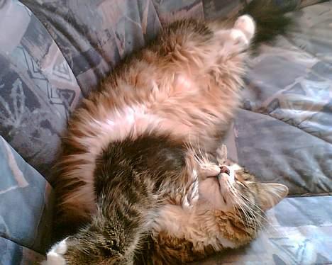Maine Coon birger - hvor er det dejlig at lægge i sofaen når far ser fjernsyn billede 2