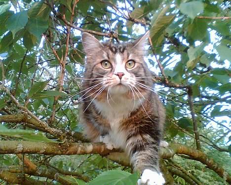 Maine Coon birger - hvad er mon det far laver med den tingest? billede 5