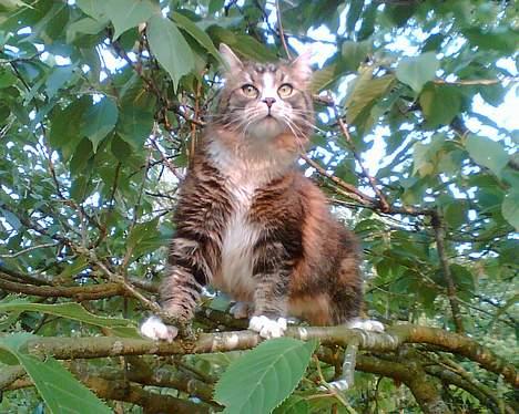 Maine Coon birger - er det mon en fugl han har fået øje på? billede 6