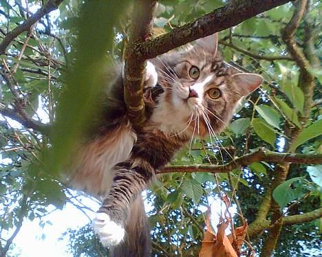 Maine Coon birger - kuk kuk far billede 7