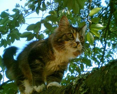 Maine Coon birger - mon jeg kan komme over på den anden gren? billede 8