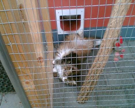 Maine Coon birger - venter på far kommer hjem fra arbejde  billede 9