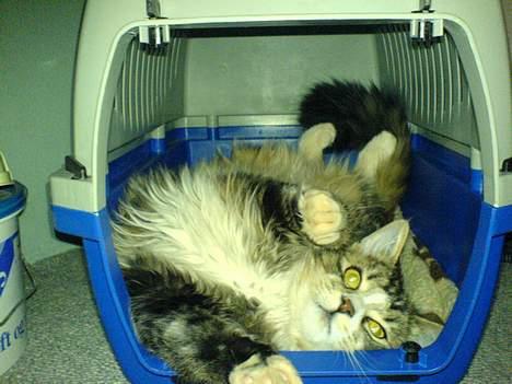 Maine Coon birger - skal vi ikke snart ud at køre  billede 10