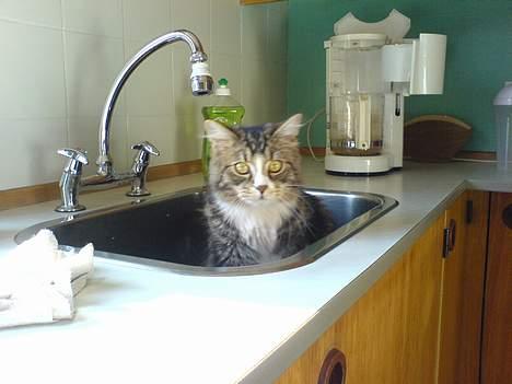 Maine Coon birger - kan du ikke så jeg vil have noget vand fra hanen billede 11