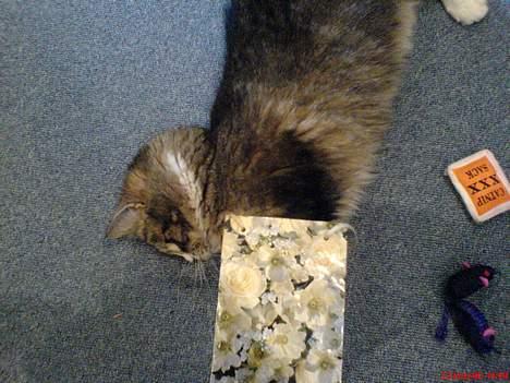 Maine Coon birger - birger`s 1 år fødselsdag (hvad mon der ellers er i pakken?) billede 13