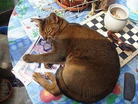 Abyssinier Anton billede 6