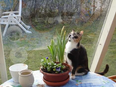 Huskat Fie billede 1