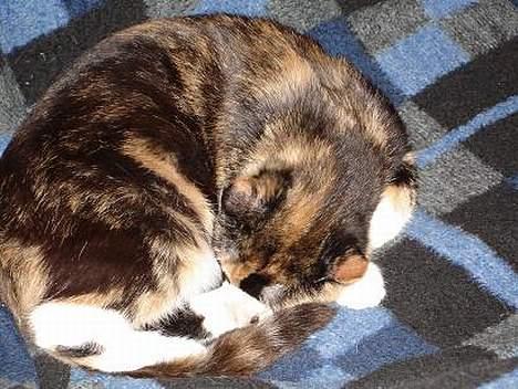 Huskat Fie billede 2