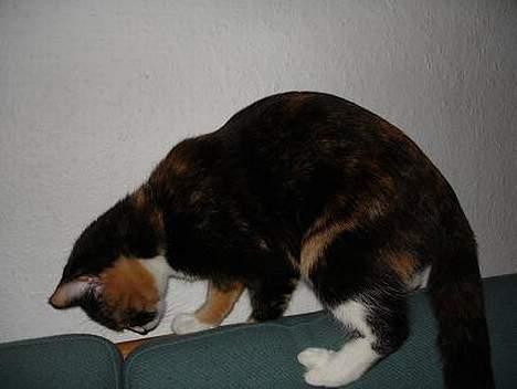 Huskat Fie billede 3