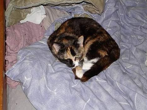 Huskat Fie billede 4