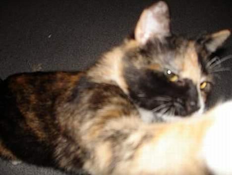 Huskat Fie billede 5