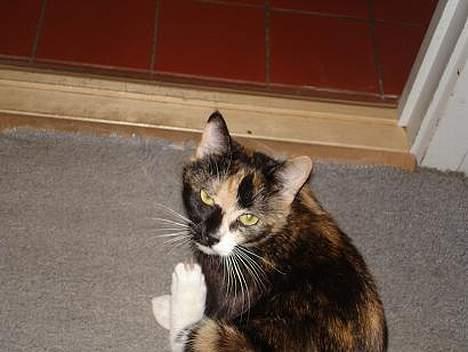 Huskat Fie billede 6