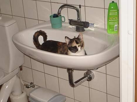 Huskat Fie billede 7