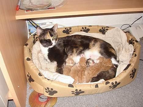 Huskat Fie billede 8