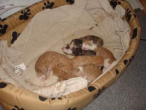 Huskat Fie billede 9