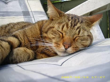 Huskat Hugo billede 13