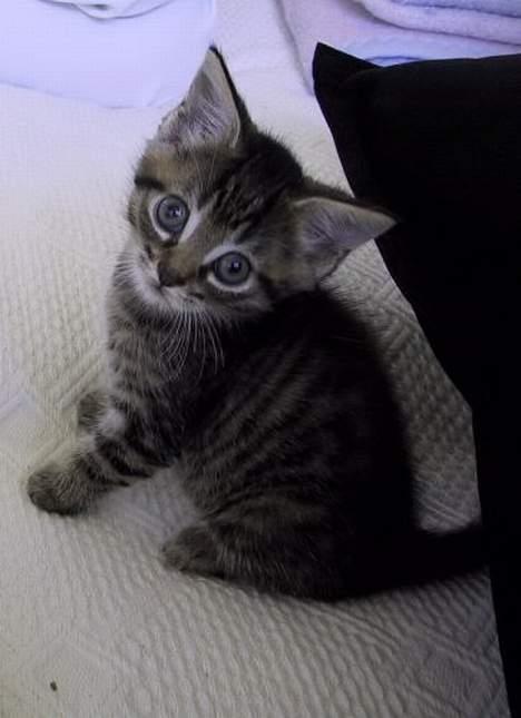 Huskat Tiger - Tiger da han var 12 uger :-) billede 1