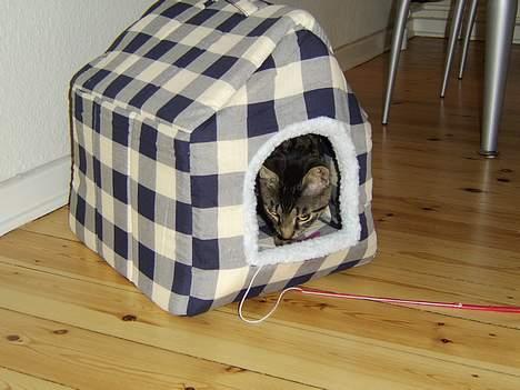 Huskat Tiger - her bor jeg :-) billede 2