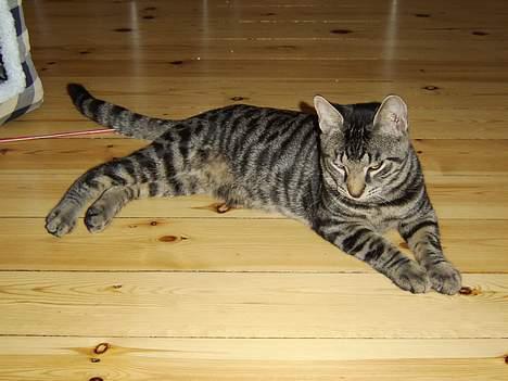 Huskat Tiger billede 3