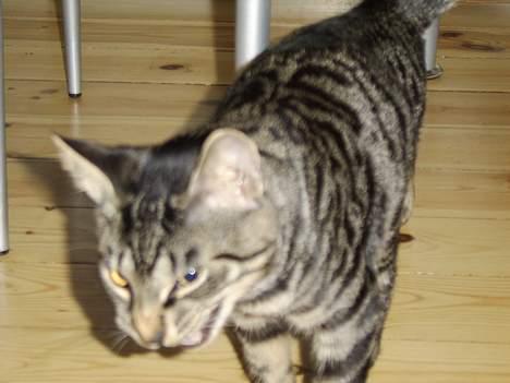 Huskat Tiger - Gider ikke ha taget billeder nu mor :-) billede 4