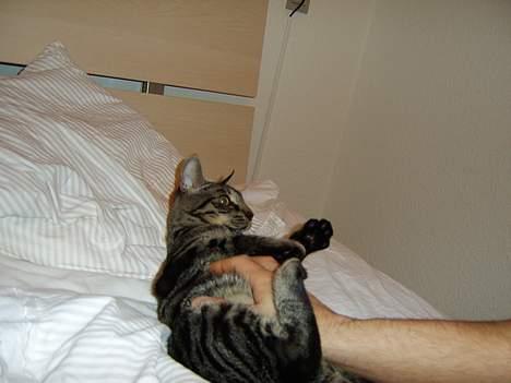 Huskat Tiger - RAUW!!! billede 5