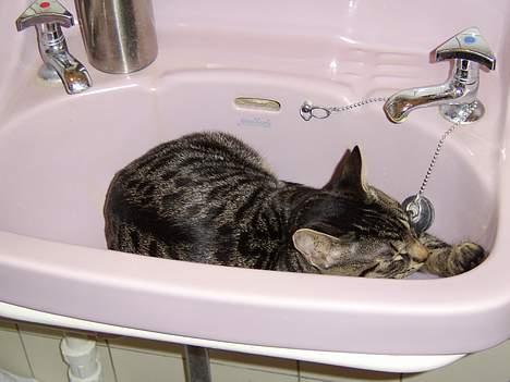 Huskat Tiger - ja her sover jeg så tit, så evt toilet besøgene må gå et andet sted hen og vaske hænder billede 6